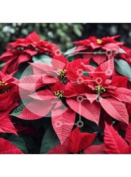 Intra Συλλεκτικό Ξύλινο Παζλ Plywood  4mm - Κόκκινα φυτά Poinsettia στον κήπο Σε Ξύλινο Κουτί - Διαστάσεις: 10x10 cm – 25 κομμάτια