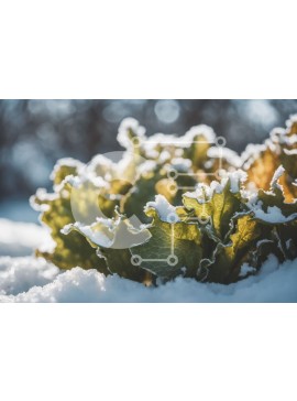 Intra Συλλεκτικό Ξύλινο Παζλ Plywood  4mm - Πράσινο φυτό καλυμμένο με χιόνι: Προσαρμογή και επιβίωση Σε Ξύλινο Κουτί - Διαστάσεις: 10x10 cm – 25 κομμάτια