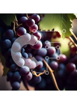 Σετ των 2 Intra Συλλεκτικό Ξύλινο Παζλ Plywood  4mm - Όμορφη εικόνα με μωβ σταφύλια σε αμπέλι Σε Ξύλινο Κουτί - Διαστάσεις: 10x10 cm – 25 κομμάτια