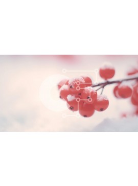 Intra Συλλεκτικό Ξύλινο Παζλ Plywood  4mm - Κλάδος κόκκινων μούρων καλυμμένο στο χιόνι Σε Ξύλινο Κουτί - Διαστάσεις: 10x10 cm – 25 κομμάτια