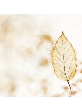 Intra Συλλεκτικό Ξύλινο Παζλ Plywood  4mm - Μονό καφέ φύλλο που επιπλέει στον αέρα Σε Ξύλινο Κουτί - Διαστάσεις: 10x10 cm – 25 κομμάτια