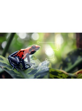 Intra Συλλεκτικό Ξύλινο Παζλ Plywood  4mm - Πορτοκαλί και μαύρος βάτραχος στο φύλλο στη ζούγκλα Σε Ξύλινο Κουτί - Διαστάσεις: 10x10 cm – 25 κομμάτια