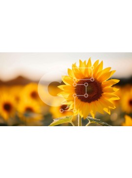 Intra Συλλεκτικό Ξύλινο Παζλ Plywood  4mm - Όμορφος ηλίανθος σε ένα ανοιχτό χωράφι Σε Ξύλινο Κουτί - Διαστάσεις: 10x10 cm – 25 κομμάτια