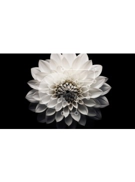 Intra Συλλεκτικό Ξύλινο Παζλ Plywood  4mm - Μεγάλο λουλούδι Λευκής Βίβλου σε μαύρο φόντο Σε Ξύλινο Κουτί - Διαστάσεις Puzzle: 10x10 cm – 25 κομμάτια