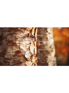 Intra Συλλεκτικό Ξύλινο Παζλ Plywood  4mm - Κοντινό πλάνο φλοιού πορτοκαλιάς σημύδας με υφή που ξεφλουδίζει Σε Ξύλινο Κουτί - Διαστάσεις: 10x10 cm – 25 κομμάτια