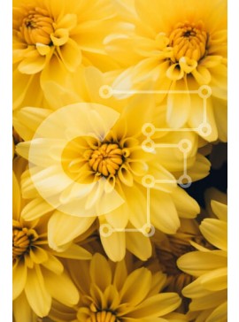 Σετ των 2 Intra Συλλεκτικό Ξύλινο Παζλ Plywood  4mm - Ζωντανά κίτρινα λουλούδια σε πλήρη άνθιση Σε Ξύλινο Κουτί - Διαστάσεις: 10x10 cm – 25 κομμάτια