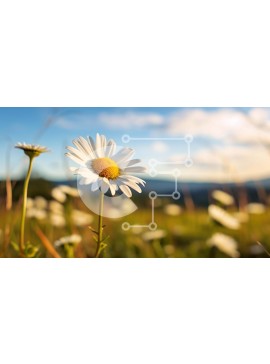 Intra Συλλεκτικό Ξύλινο Παζλ Plywood  4mm - Λευκό λουλούδι μαργαρίτας σε ανοιχτό χωράφι με βουνά Σε Ξύλινο Κουτί - Διαστάσεις: 10x10 cm – 25 κομμάτια