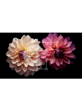 Intra Συλλεκτικό Ξύλινο Παζλ Plywood  4mm - Κοντινό πλάνο ροζ και λευκών λουλουδιών ντάλιας Σε Ξύλινο Κουτί - Διαστάσεις: 10x10 cm – 25 κομμάτια