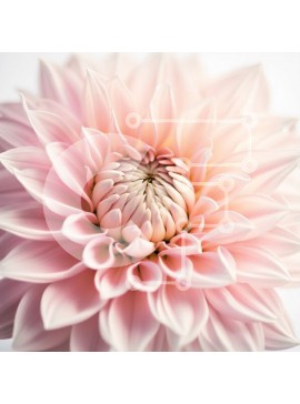 Intra Συλλεκτικό Ξύλινο Παζλ Plywood  4mm - Όμορφη κινηματογράφηση σε πρώτο πλάνο ενός ροζ λουλουδιού με λευκό φόντο Σε Ξύλινο Κουτί - Διαστάσεις: 10x10 cm – 25 κομμάτια