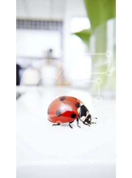 Σετ των 2 Intra Συλλεκτικό Ξύλινο Παζλ Plywood  4mm - Πασχαλίτσα σε λευκό πάγκο Σε Ξύλινο Κουτί - Διαστάσεις: 10x10 cm – 25 κομμάτια