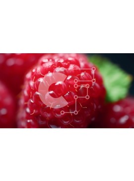 Σετ των 2 Intra Συλλεκτικό Ξύλινο Παζλ Plywood  4mm - Κοντινή όψη ενός φρέσκου και ώριμου κόκκινου βατόμουρου Σε Ξύλινο Κουτί - Διαστάσεις: 10x10 cm – 25 κομμάτια