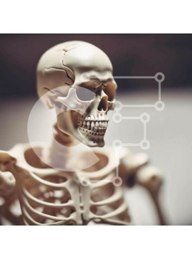 Intra Συλλεκτικό Ξύλινο Παζλ Plywood  4mm - Skeleton Model for Puzzle με Θέμα την Ιατρική Research and Puzzle με Θέμα Εκπαίδευση Σε Ξύλινο Κουτί - Διαστάσεις Puzzle: 10x10 cm – 25 κομμάτια