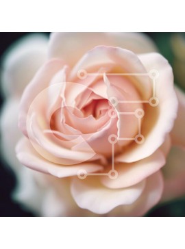 Intra Συλλεκτικό Ξύλινο Παζλ Plywood  4mm - Όμορφη κινηματογράφηση σε πρώτο πλάνο ενός ροζ τριαντάφυλλου με ευαίσθητα πέταλα Σε Ξύλινο Κουτί - Διαστάσεις: 10x10 cm – 25 κομμάτια