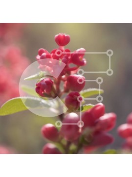 Intra Συλλεκτικό Ξύλινο Παζλ Plywood  4mm - Κοντινό πλάνο του ροζ λουλουδιού με πράσινα φύλλα Σε Ξύλινο Κουτί - Διαστάσεις: 10x10 cm – 25 κομμάτια