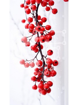 Σετ των 2 Intra Συλλεκτικό Ξύλινο Παζλ Plywood  4mm - Κοντινό πλάνο του κλάδου με τα κόκκινα μούρα στο χιόνι Σε Ξύλινο Κουτί - Διαστάσεις: 10x10 cm – 25 κομμάτια