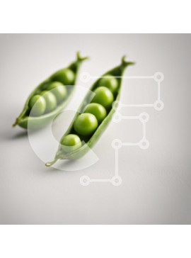 Σετ των 2 Intra Συλλεκτικό Ξύλινο Παζλ Plywood  4mm - Δύο πράσινα μπιζέλια μέσα σε έναν λοβό Σε Ξύλινο Κουτί - Διαστάσεις: 10x10 cm – 25 κομμάτια