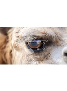 Intra Συλλεκτικό Ξύλινο Παζλ Plywood  4mm - Εκπληκτική κοντινή πλάνο του προσώπου μιας καμήλας με μακριές βλεφαρίδες Σε Ξύλινο Κουτί - Διαστάσεις: 10x10 cm – 25 κομμάτια