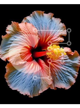 Intra Συλλεκτικό Ξύλινο Παζλ Plywood  4mm - Όμορφη εικόνα ενός λουλουδιού ιβίσκου με ροζ και πορτοκαλί πέταλα Σε Ξύλινο Κουτί - Διαστάσεις: 10x10 cm – 25 κομμάτια