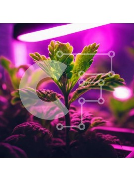 Intra Συλλεκτικό Ξύλινο Παζλ Plywood  4mm - Εσωτερικό φυτό θερμοκηπίου κάτω από μωβ φθορίζοντα φώτα Σε Ξύλινο Κουτί - Διαστάσεις Puzzle: 10x10 cm – 25 κομμάτια