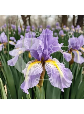 Intra Συλλεκτικό Ξύλινο Παζλ Plywood  4mm - Μωβ ίριδες που ανθίζουν στο δάσος Σε Ξύλινο Κουτί - Διαστάσεις: 10x10 cm – 25 κομμάτια