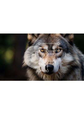 Intra Συλλεκτικό Ξύλινο Παζλ Plywood  4mm - Κοντινό πλάνο άγριου και έντονου γκρι και λευκού λύκου Σε Ξύλινο Κουτί - Διαστάσεις: 10x10 cm – 25 κομμάτια