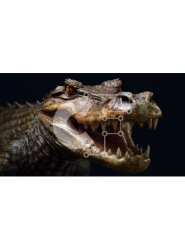 Σετ των 2 Intra Συλλεκτικό Ξύλινο Παζλ Plywood  4mm - Εντυπωσιακό κοντινό πλάνο του κεφαλιού ενός κροκόδειλου με το στόμα ανοιχτό Σε Ξύλινο Κουτί - Διαστάσεις: 10x10 cm – 25 κομμάτια