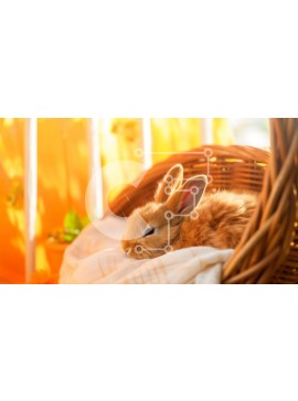 Intra Συλλεκτικό Ξύλινο Παζλ Plywood  4mm - Χαριτωμένο καφέ λαγουδάκι σε καλάθι με φυτά και λουλούδια Σε Ξύλινο Κουτί - Διαστάσεις: 10x10 cm – 25 κομμάτια