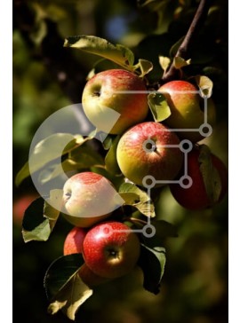 Σετ των 2 Intra Συλλεκτικό Ξύλινο Παζλ Plywood  4mm - Όμορφη εικόνα των κόκκινων μήλων που κρέμονται από ένα κλαδί δέντρου Σε Ξύλινο Κουτί - Διαστάσεις: 10x10 cm – 25 κομμάτια