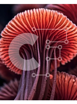 Intra Συλλεκτικό Ξύλινο Παζλ Plywood  4mm - Κοντινή όψη ενός υγιούς κόκκινου μανιταριού με λευκά βράγχια και καφέ καπάκι Σε Ξύλινο Κουτί - Διαστάσεις: 10x10 cm – 25 κομμάτια