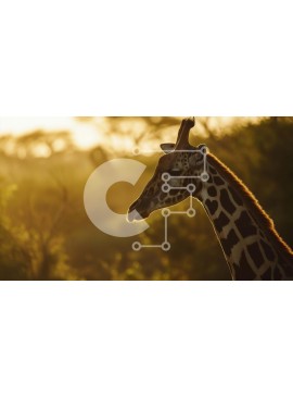 Intra Συλλεκτικό Ξύλινο Παζλ Plywood  4mm - Καμηλοπάρδαλη σε ένα χορταριασμένο χωράφι στο ηλιοβασίλεμα Σε Ξύλινο Κουτί - Διαστάσεις: 10x10 cm – 25 κομμάτια