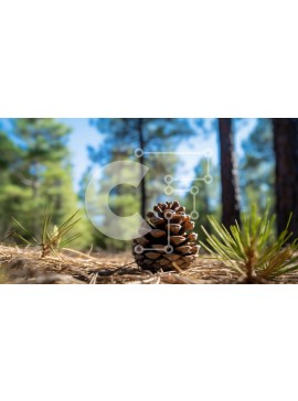 Intra Συλλεκτικό Ξύλινο Παζλ Plywood  4mm - Ενιαίος κουκουνάρι στο δάσος Σε Ξύλινο Κουτί - Διαστάσεις: 10x10 cm – 25 κομμάτια