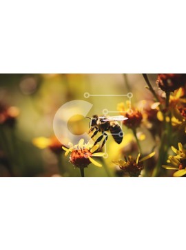 Intra Συλλεκτικό Ξύλινο Παζλ Plywood  4mm - Μέλισσα σε κίτρινα λουλούδια που μαζεύει νέκταρ Σε Ξύλινο Κουτί - Διαστάσεις: 10x10 cm – 25 κομμάτια