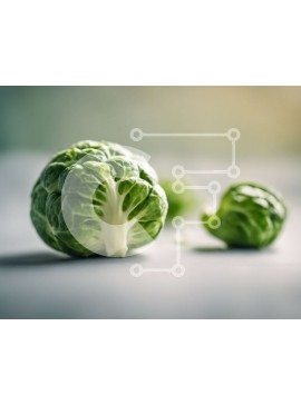 Σετ των 2 Intra Συλλεκτικό Ξύλινο Παζλ Plywood  4mm - Λαχανάκια Βρυξελλών σε γκρι φόντο Σε Ξύλινο Κουτί - Διαστάσεις: 10x10 cm – 25 κομμάτια