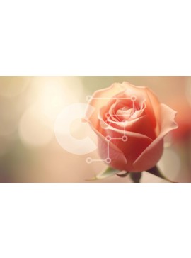 Intra Συλλεκτικό Ξύλινο Παζλ Plywood  4mm - Μονό ροζ τριαντάφυλλο με θολό φόντο και φωτισμό Bokeh Σε Ξύλινο Κουτί - Διαστάσεις: 10x10 cm – 25 κομμάτια