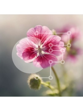 Intra Συλλεκτικό Ξύλινο Παζλ Plywood  4mm - Κοντινό πλάνο ενός ροζ λουλουδιού με ένα κίτρινο κέντρο Σε Ξύλινο Κουτί - Διαστάσεις: 10x10 cm – 25 κομμάτια