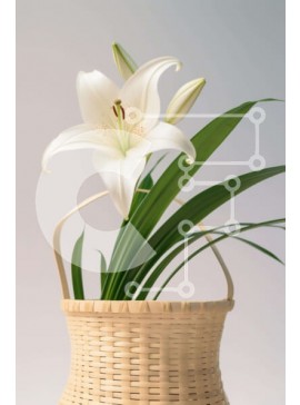 Σετ των 2 Intra Συλλεκτικό Ξύλινο Παζλ Plywood  4mm - Λευκό λουλούδι κρίνου σε ψάθινο καλάθι Σε Ξύλινο Κουτί - Διαστάσεις: 10x10 cm – 25 κομμάτια