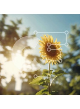 Intra Συλλεκτικό Ξύλινο Παζλ Plywood  4mm - Ενιαίος ηλίανθος σε ένα χωράφι με δέντρα και λουλούδια Σε Ξύλινο Κουτί - Διαστάσεις: 10x10 cm – 25 κομμάτια