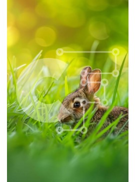 Σετ των 2 Intra Συλλεκτικό Ξύλινο Παζλ Plywood  4mm - Αξιολάτρευτο λαγουδάκι κουνέλι στο γρασίδι Σε Ξύλινο Κουτί - Διαστάσεις: 10x10 cm – 25 κομμάτια