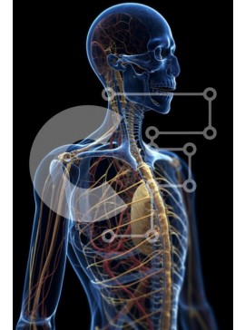 Intra Συλλεκτικό Ξύλινο Παζλ Plywood  4mm - Λεπτομερής τρισδιάστατη απόδοση του ανθρώπινου σώματος με σκελετική δομή, μύες και όργανα Σε Ξύλινο Κουτί - Διαστάσεις Puzzle: 10x10 cm – 25 κομμάτια