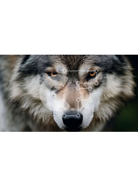 Intra Συλλεκτικό Ξύλινο Παζλ Plywood  4mm - Κοντινό πλάνο του προσώπου ενός γκρίζου και λευκού λύκου Σε Ξύλινο Κουτί - Διαστάσεις: 10x10 cm – 25 κομμάτια