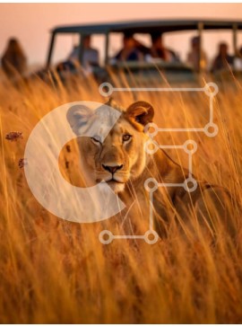 Σετ των 2 Intra Συλλεκτικό Ξύλινο Παζλ Plywood  4mm - Όμορφη εικόνα μιας λέαινας στα λιβάδια Σε Ξύλινο Κουτί - Διαστάσεις: 10x10 cm – 25 κομμάτια