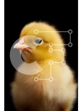 Σετ των 2 Intra Συλλεκτικό Ξύλινο Παζλ Plywood  4mm - Περίεργο κίτρινο κοτόπουλο που κοιτάζει επίμονα την κάμερα Σε Ξύλινο Κουτί - Διαστάσεις: 10x10 cm – 25 κομμάτια