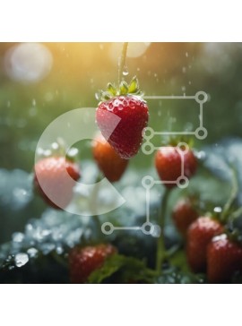 Intra Συλλεκτικό Ξύλινο Παζλ Plywood  4mm - Ώριμες κόκκινες φράουλες σε μια άμπελο με σταγονίδια νερού Σε Ξύλινο Κουτί - Διαστάσεις: 10x10 cm – 25 κομμάτια