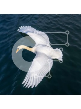 Intra Συλλεκτικό Ξύλινο Παζλ Plywood  4mm - Λευκός Κύκνος σε πτήση πάνω από το νερό Σε Ξύλινο Κουτί - Διαστάσεις: 10x10 cm – 25 κομμάτια