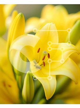 Σετ των 2 Intra Συλλεκτικό Ξύλινο Παζλ Plywood  4mm - Κοντινό πλάνο με διάφορα ανθισμένα κίτρινα λουλούδια Σε Ξύλινο Κουτί - Διαστάσεις: 10x10 cm – 25 κομμάτια