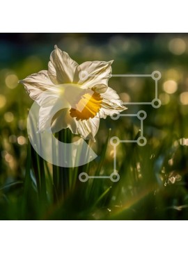Intra Συλλεκτικό Ξύλινο Παζλ Plywood  4mm - Εκπληκτικός λευκός ασφόδελος με κίτρινο κέντρο σε πράσινο γρασίδι Σε Ξύλινο Κουτί - Διαστάσεις: 10x10 cm – 25 κομμάτια
