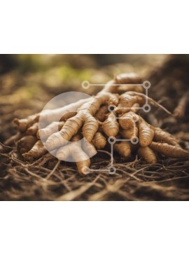 Σετ των 2 Intra Συλλεκτικό Ξύλινο Παζλ Plywood  4mm - Σωρός από φρέσκες ρίζες τζίντζερ σε αποξηραμένα φύλλα και κλαδιά Σε Ξύλινο Κουτί - Διαστάσεις: 10x10 cm – 25 κομμάτια