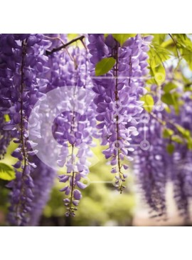 Intra Συλλεκτικό Ξύλινο Παζλ Plywood  4mm - Μωβ λουλούδι Wisteria στον ανοιξιάτικο ή καλοκαιρινό κήπο Σε Ξύλινο Κουτί - Διαστάσεις: 10x10 cm – 25 κομμάτια