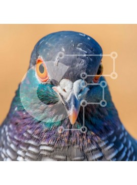 Intra Συλλεκτικό Ξύλινο Παζλ Plywood  4mm - Εκπληκτική φωτογραφία από κοντά ενός κεφαλιού περιστεριού με πορτοκαλί μάτια Σε Ξύλινο Κουτί - Διαστάσεις: 10x10 cm – 25 κομμάτια