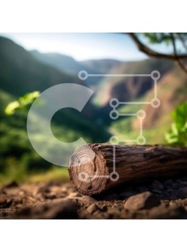 Intra Συλλεκτικό Ξύλινο Παζλ Plywood  4mm - Ήρεμη εικόνα ενός ξεπερασμένου κορμού σε ένα καταπράσινο δάσος Σε Ξύλινο Κουτί - Διαστάσεις: 10x10 cm – 25 κομμάτια